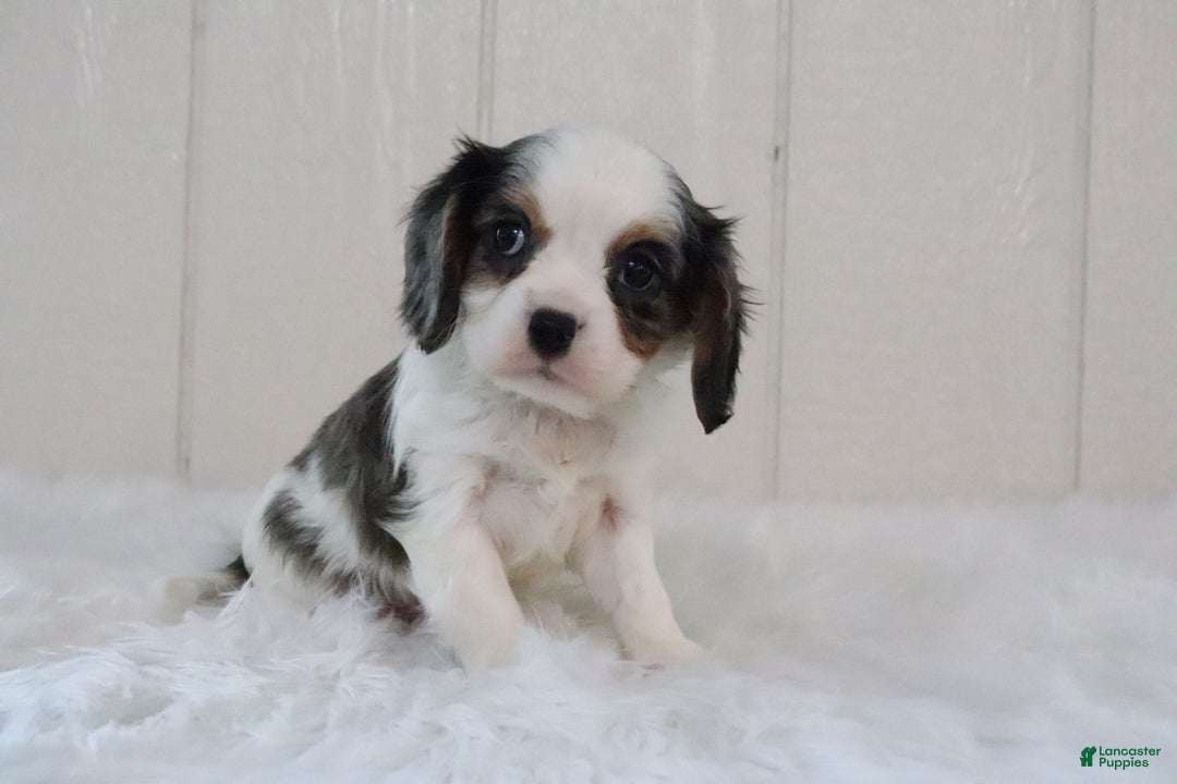 Cavalier King Charles Spaniel dogs for sale: Rosco - Ad 3