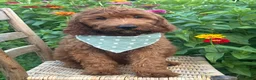 Irish Doodle dogs for sale: Franklin - Ad 18