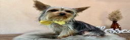 Yorkshire Terrier dogs for sale: Zion - Ad 6