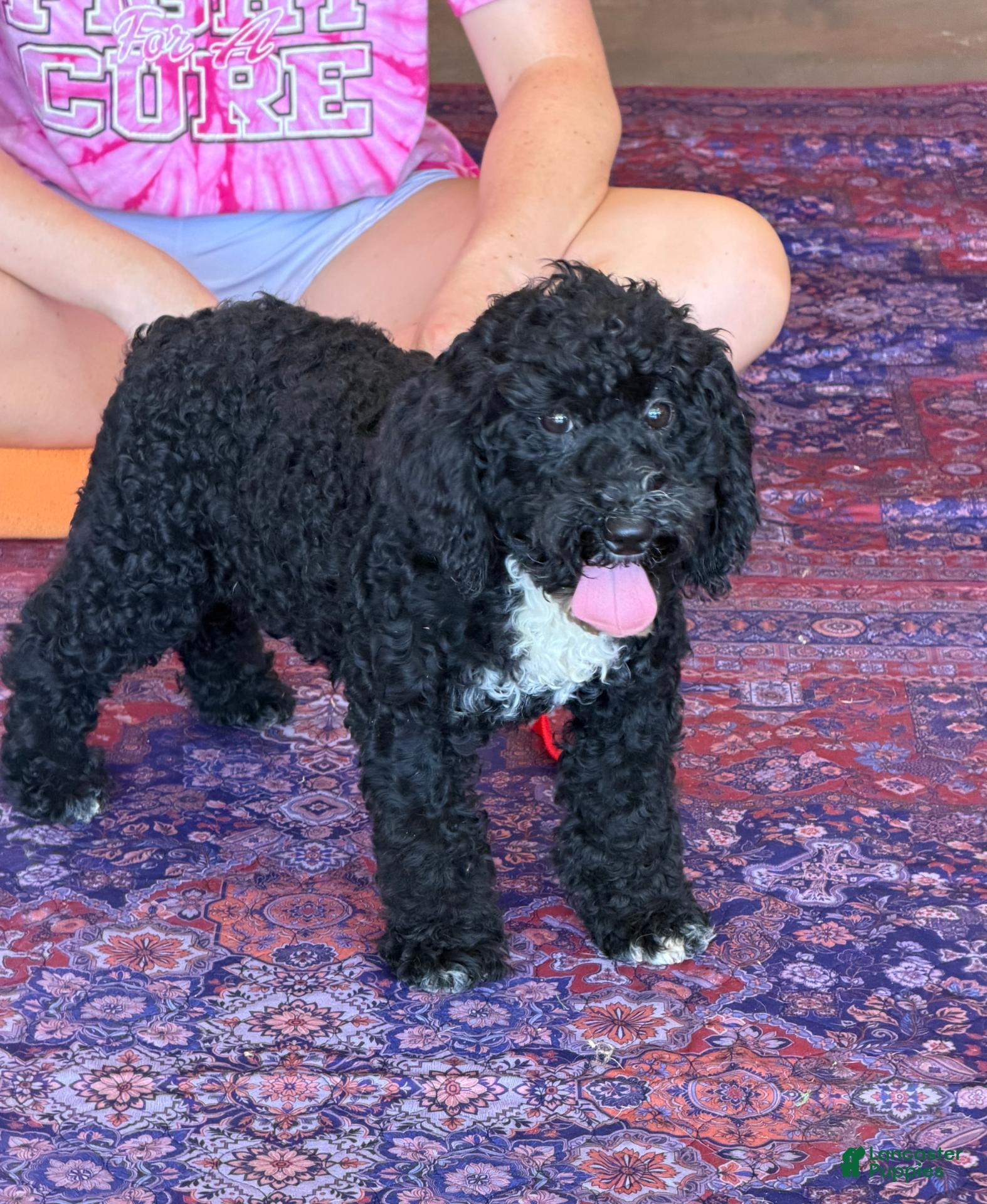 Miniature Labradoodle dogs for sale: Jade - Ad 3