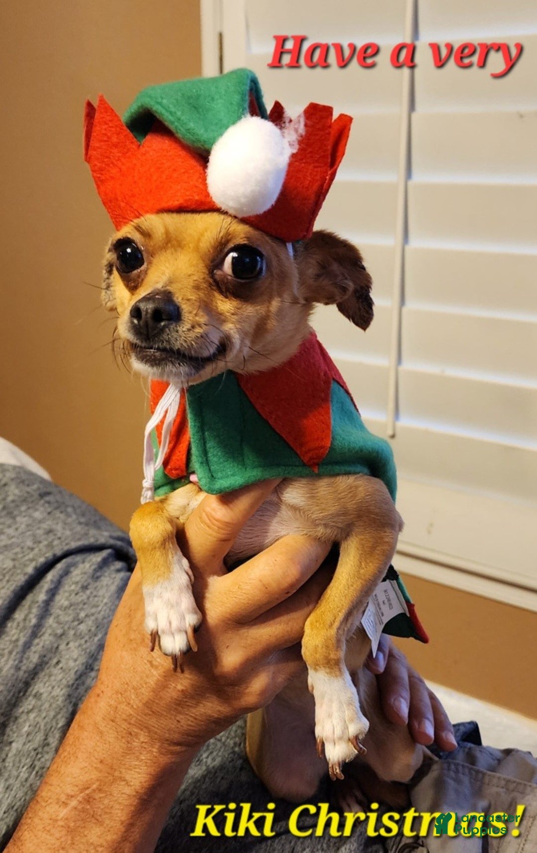 Chihuahua dogs for sale: Choco - Ad 3