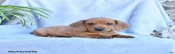 Miniature Dachshund dogs for sale: Buster - Ad 2
