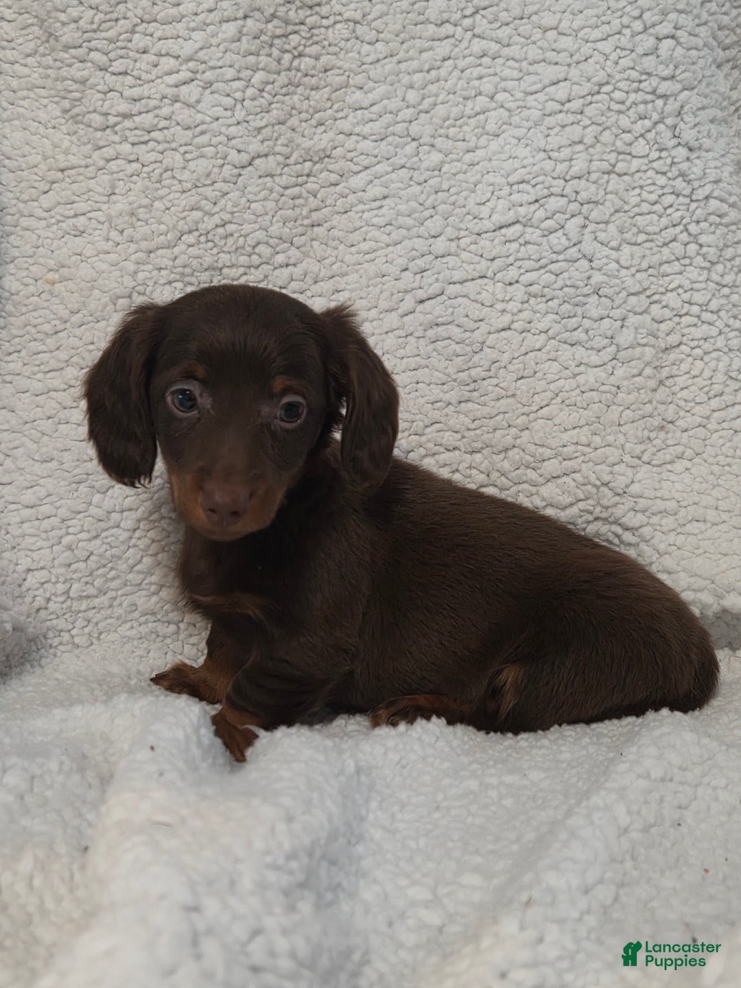 Miniature Dachshund dogs for sale: Miniature Dachshund Puppy 3 - Ad 1