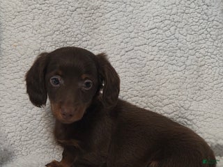 Miniature Dachshund dogs Miniature Dachshund Puppy 3 - Ad 33