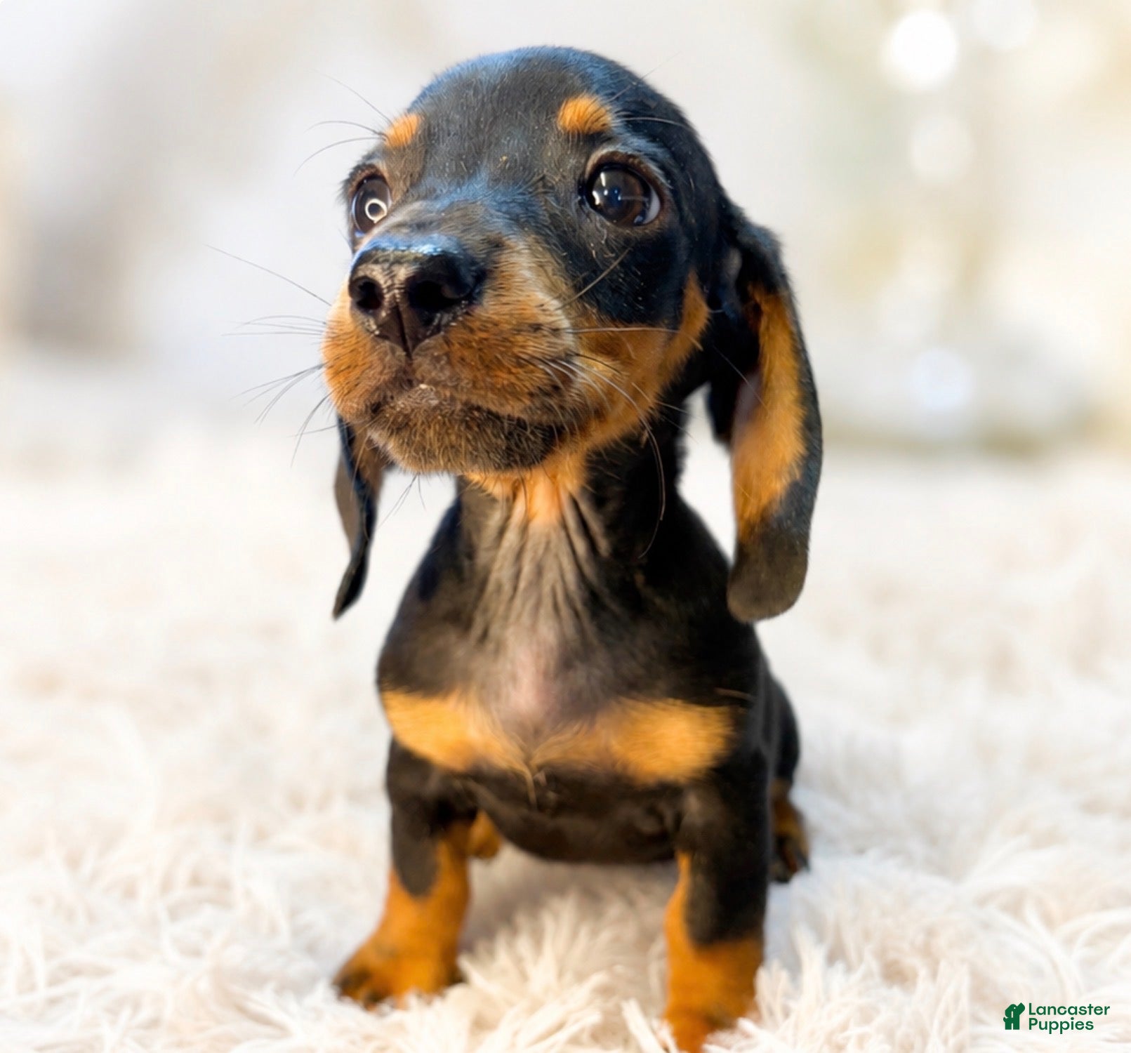 Miniature Dachshund dogs Lorenzo   1.10lbs on 6/30 - Ad 2
