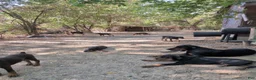 Doberman Pinscher dogs for sale: Doberman Pinscher 4 - Ad 5