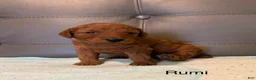 Miniature Poodle dogs for sale: Rumi - Ad 3