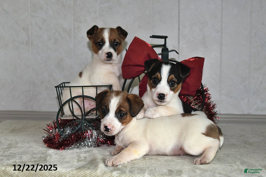 Jack Russell Terrier dogs for sale: Jasper - Ad 3