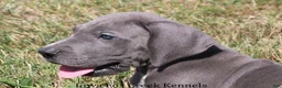 Great Dane dogs for sale: Sarge - Ad 1