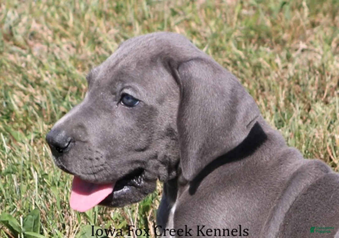 Great Dane dogs for sale: Sarge - Ad 1