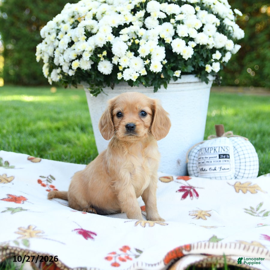 Golden Retriever dogs for sale: Lindsey - Ad 1