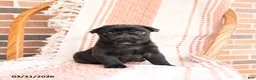 Pug dogs for sale: Ozzie - Ad 1