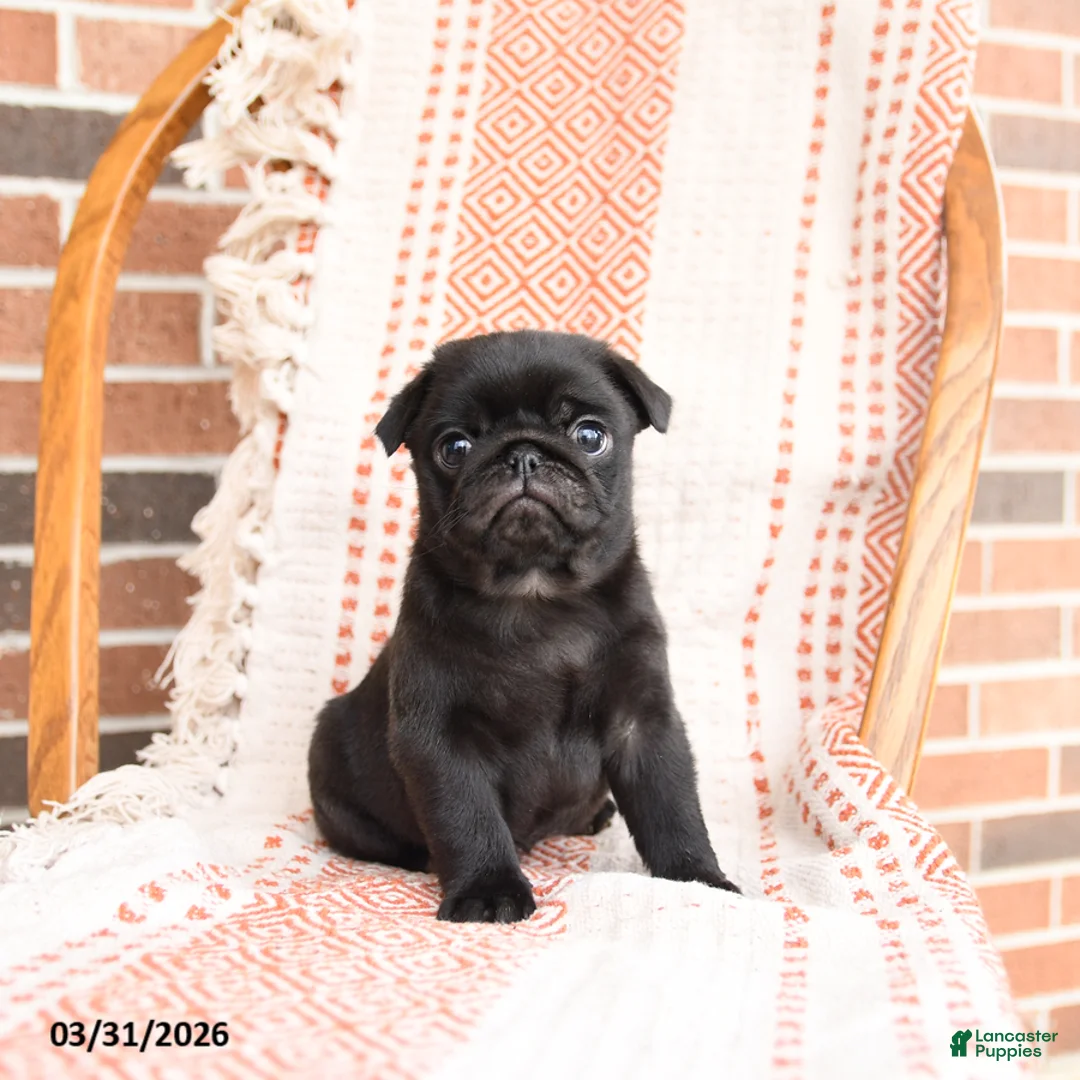 Pug dogs for sale: Ozzie - Ad 1