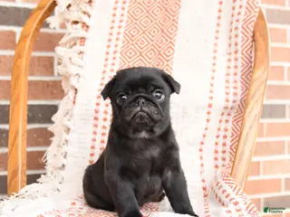 Pug dogs for sale: Ozzie - Ad 2