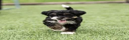 Bernedoodle dogs for sale: Beau Bernedoodle Puppy  - Ad 6