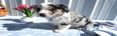 Welsh Corgi Pembroke Puppy 2 Whimsical