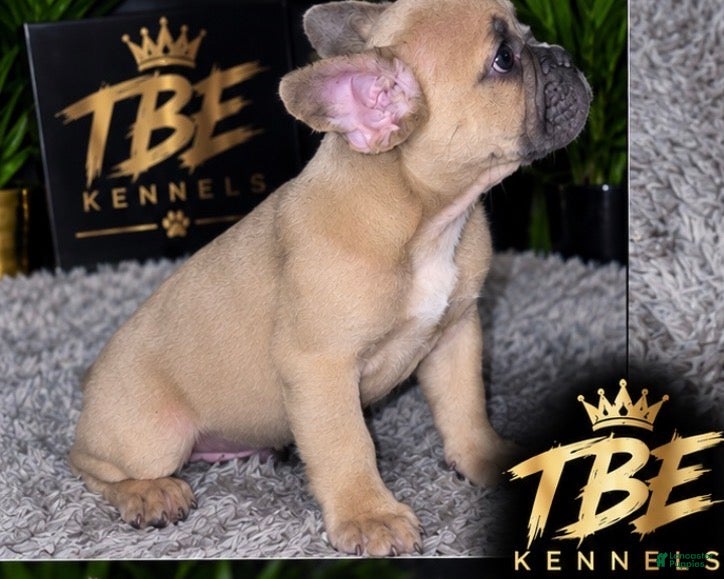 French Bulldog