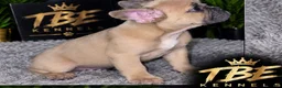 French Bulldog dogs for sale: Big boy - Ad 1