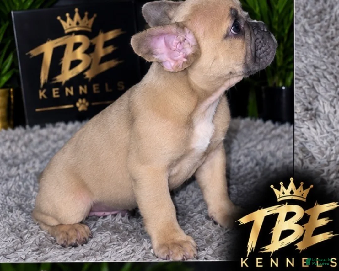 French Bulldog dogs for sale: Big boy - Ad 1