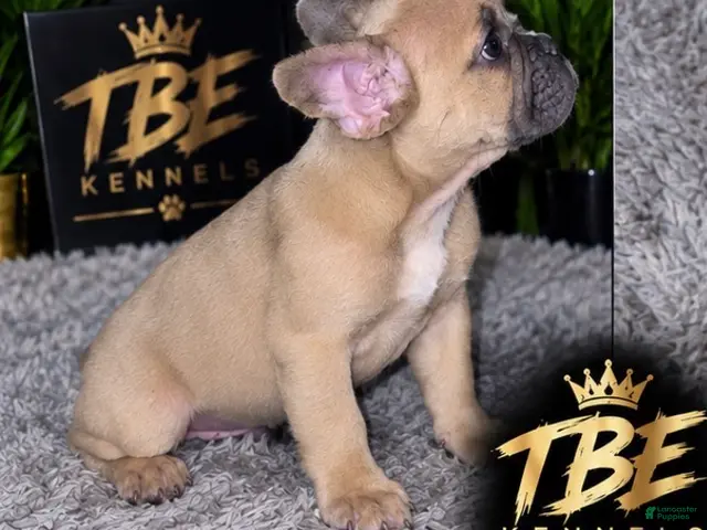French Bulldog dogs for sale: Big boy - Ad 1