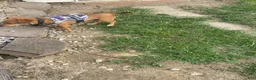Dachshund dogs for sale: Dachshund 2 - Ad 5