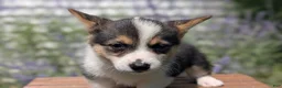 Welsh Corgi Pembroke dogs for sale: Lanie - Ad 9