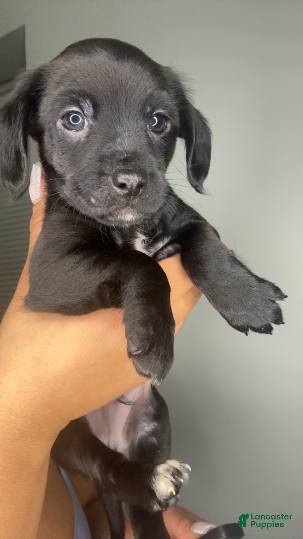 Mixed Breed dogs Buttons - Ad 24