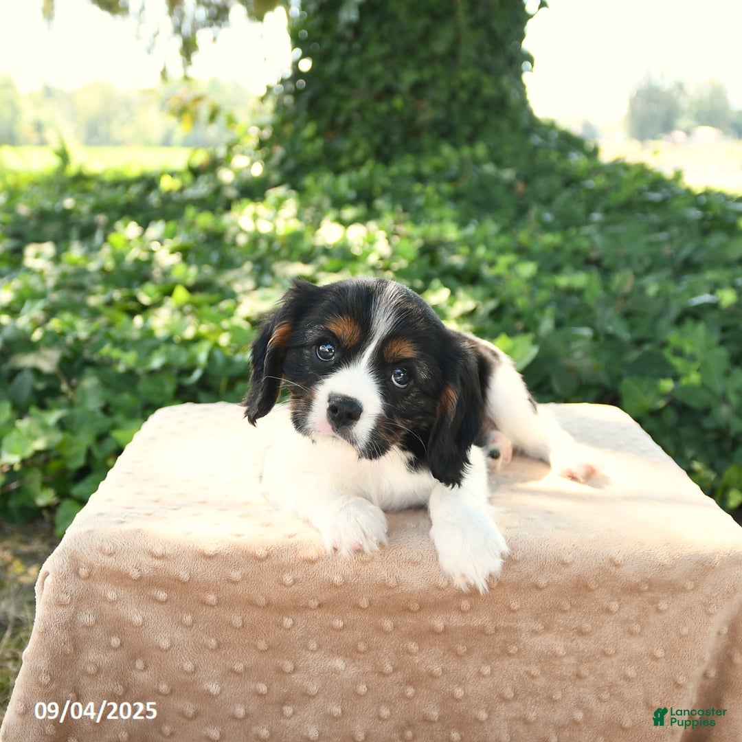Cavalier King Charles Spaniel dogs for sale: Kipling - Ad 3