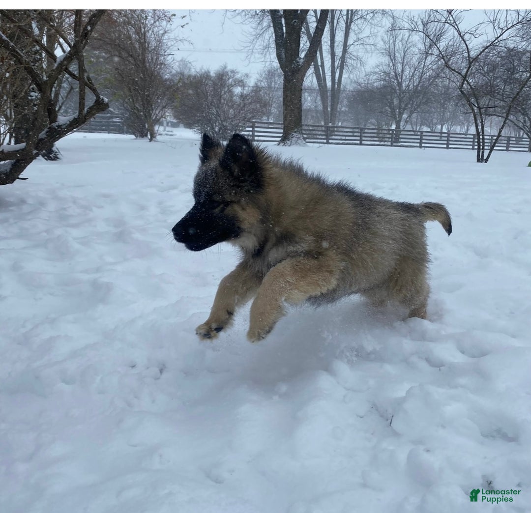 Gerberian Shepsky dogs for sale: Gerberian Shepsky Puppy 1 - Ad 3