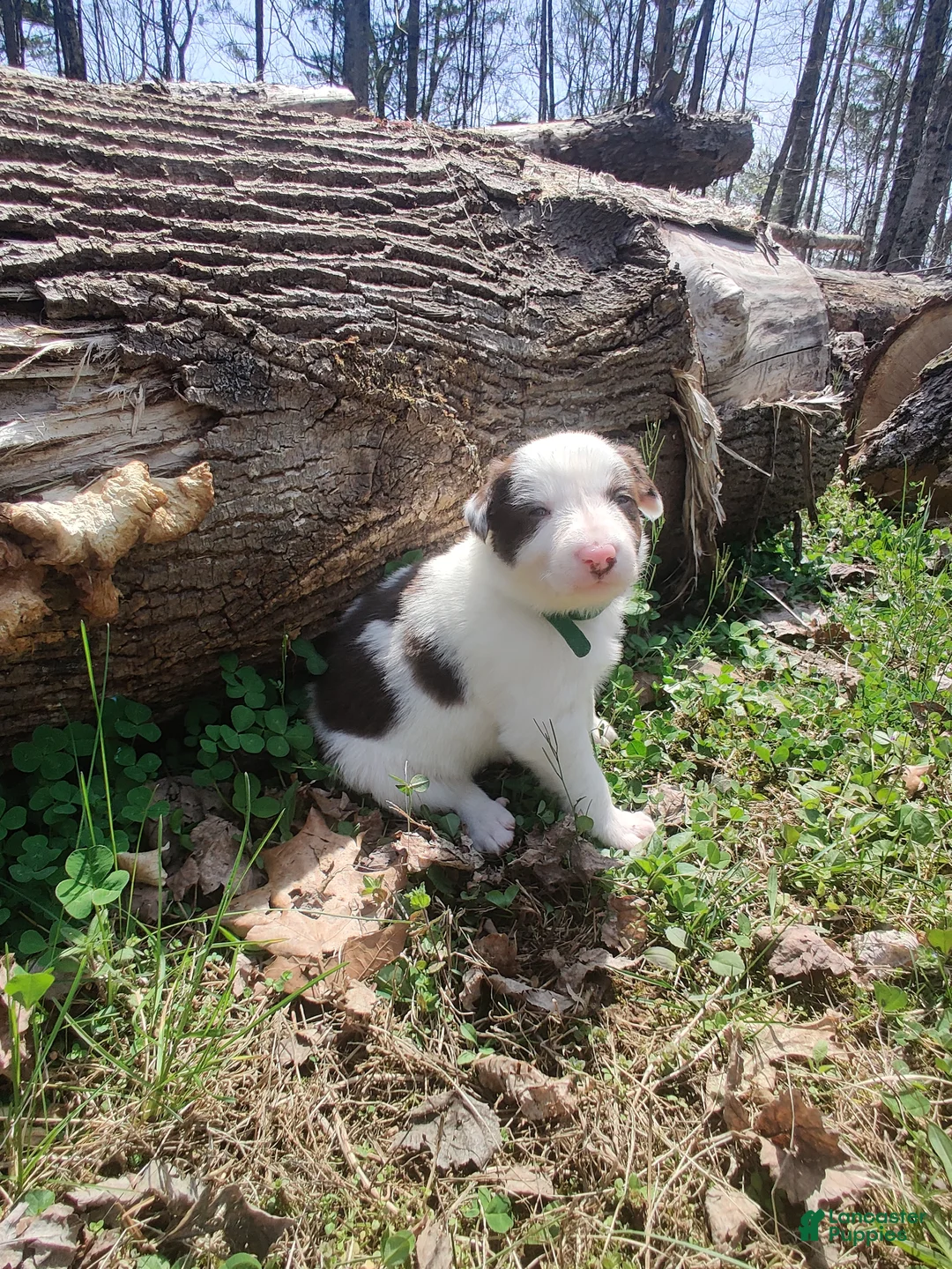 Border Collie dogs for sale: Chip - Ad 1