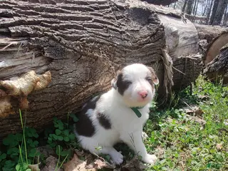 Border Collie dogs Chip - Ad 28