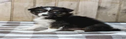 Australian Shepherd dogs for sale: Raine - Ad 4