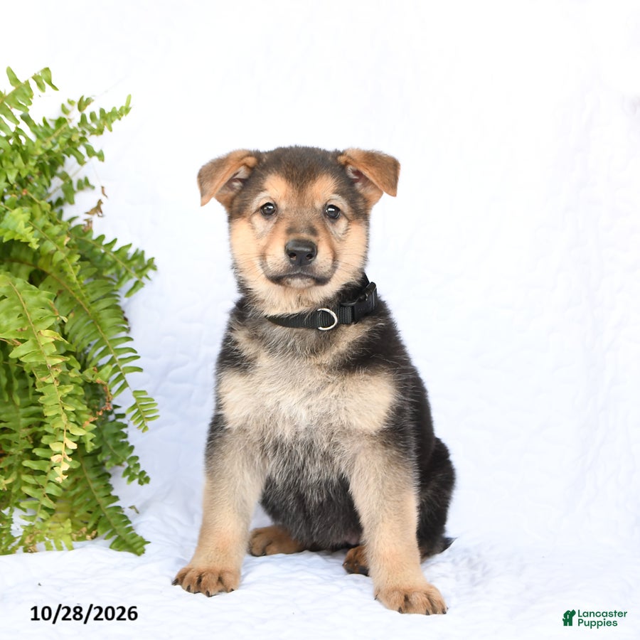 German Shepherd dogs for sale: Ruby - Ad 2