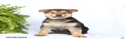 German Shepherd dogs for sale: Ruby - Ad 2