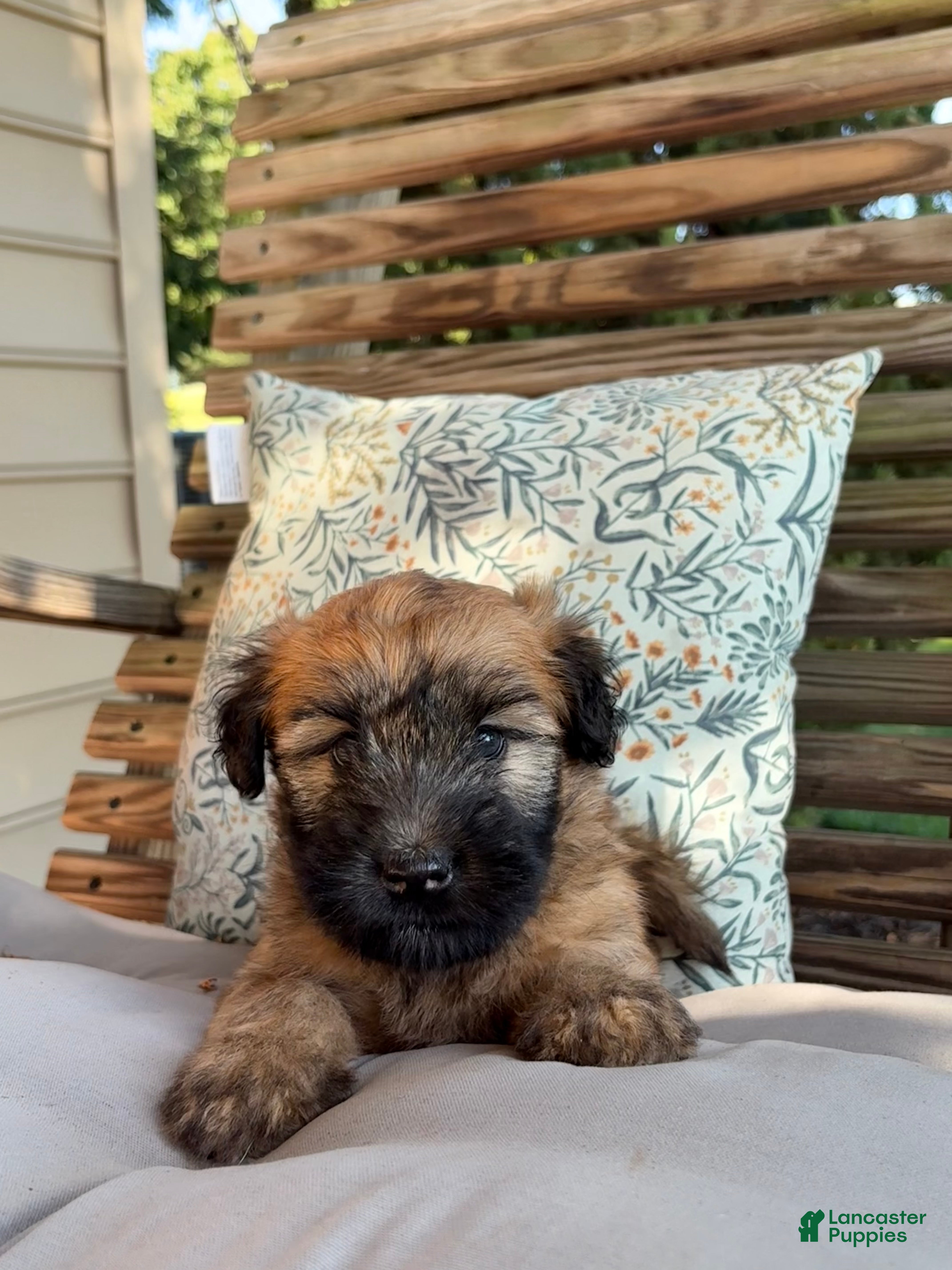 Soft Coated Wheaten Terrier dogs for sale: Honey - Ad 1