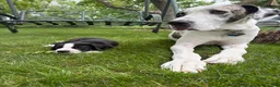 Great Dane dogs for sale: Ponza “Tank”  - Ad 4
