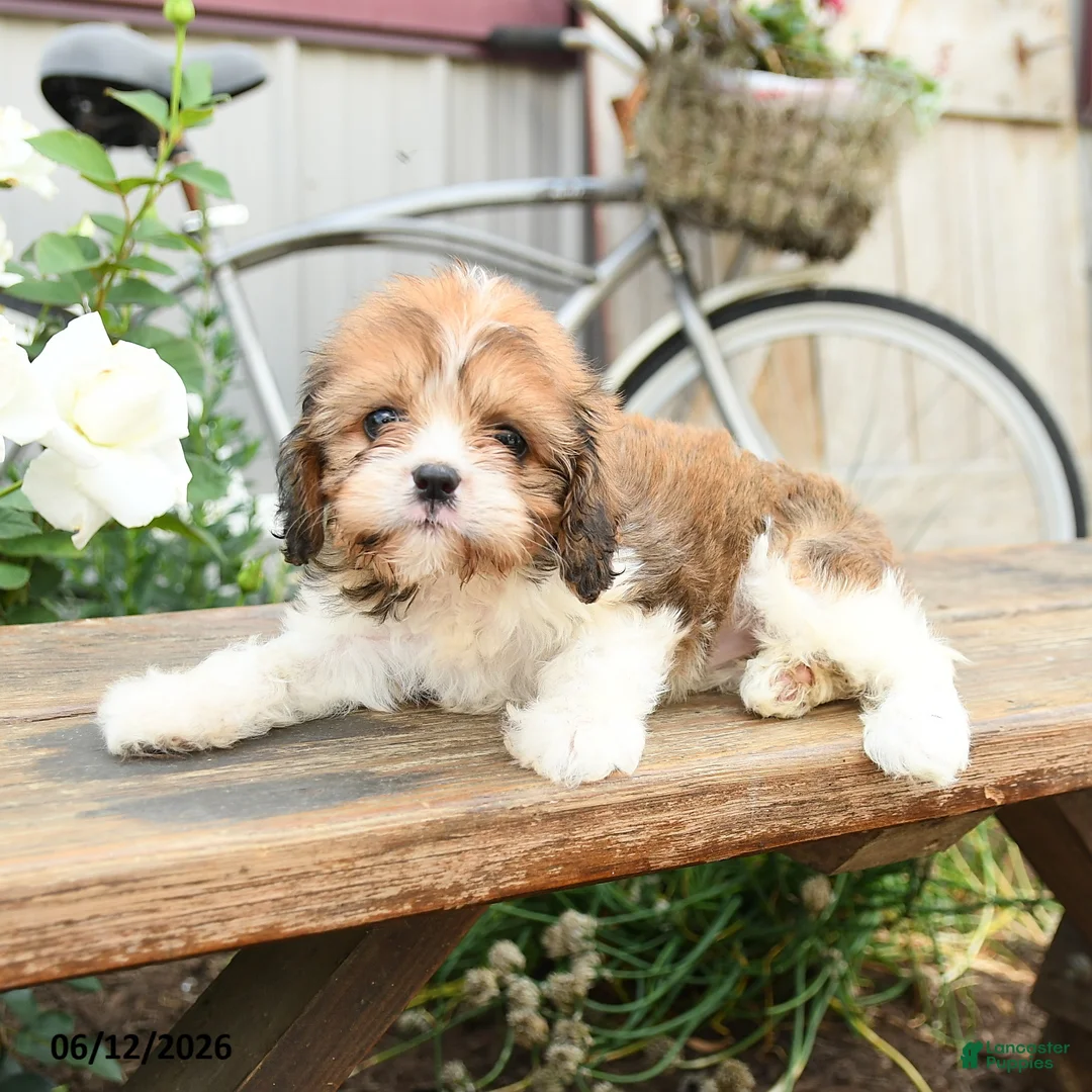 Cavachon dogs for sale: Wilma - Ad 3
