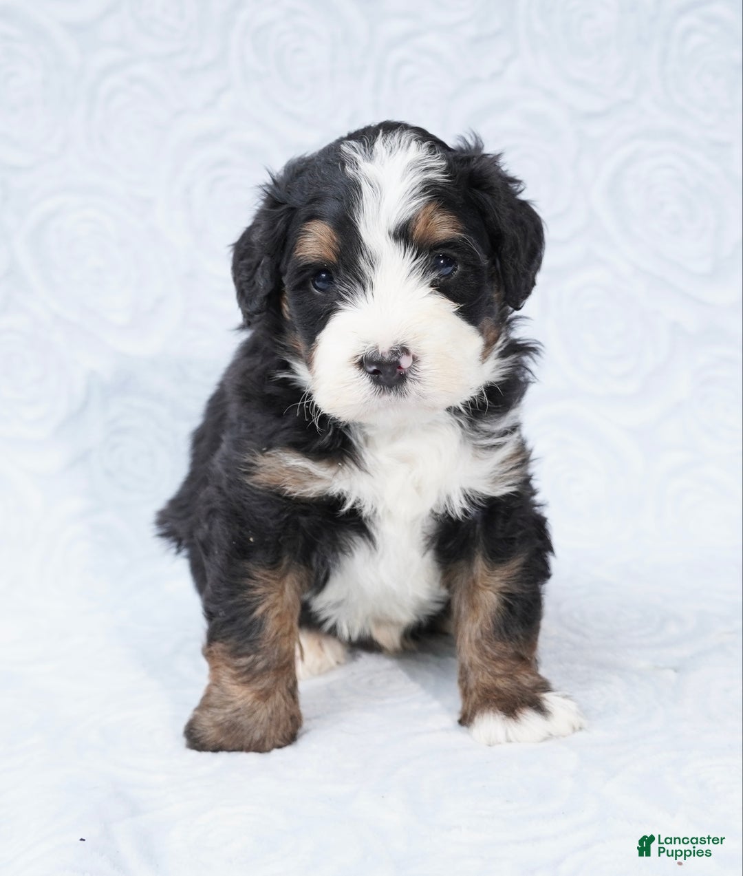 Mini Bernedoodle dogs for sale: Winston - Ad 6
