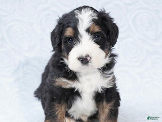 Mini Bernedoodle dogs Winston - Ad 27