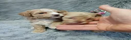 Havapoo dogs for sale: Zoey 🌷 Toy/Minature - Ad 56