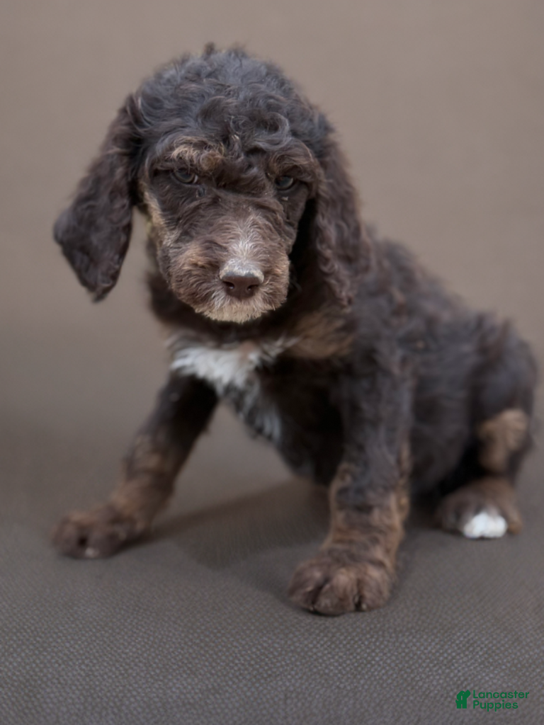 Standard Poodle dogs Standard Poodle Puppy 6 - Ad 40