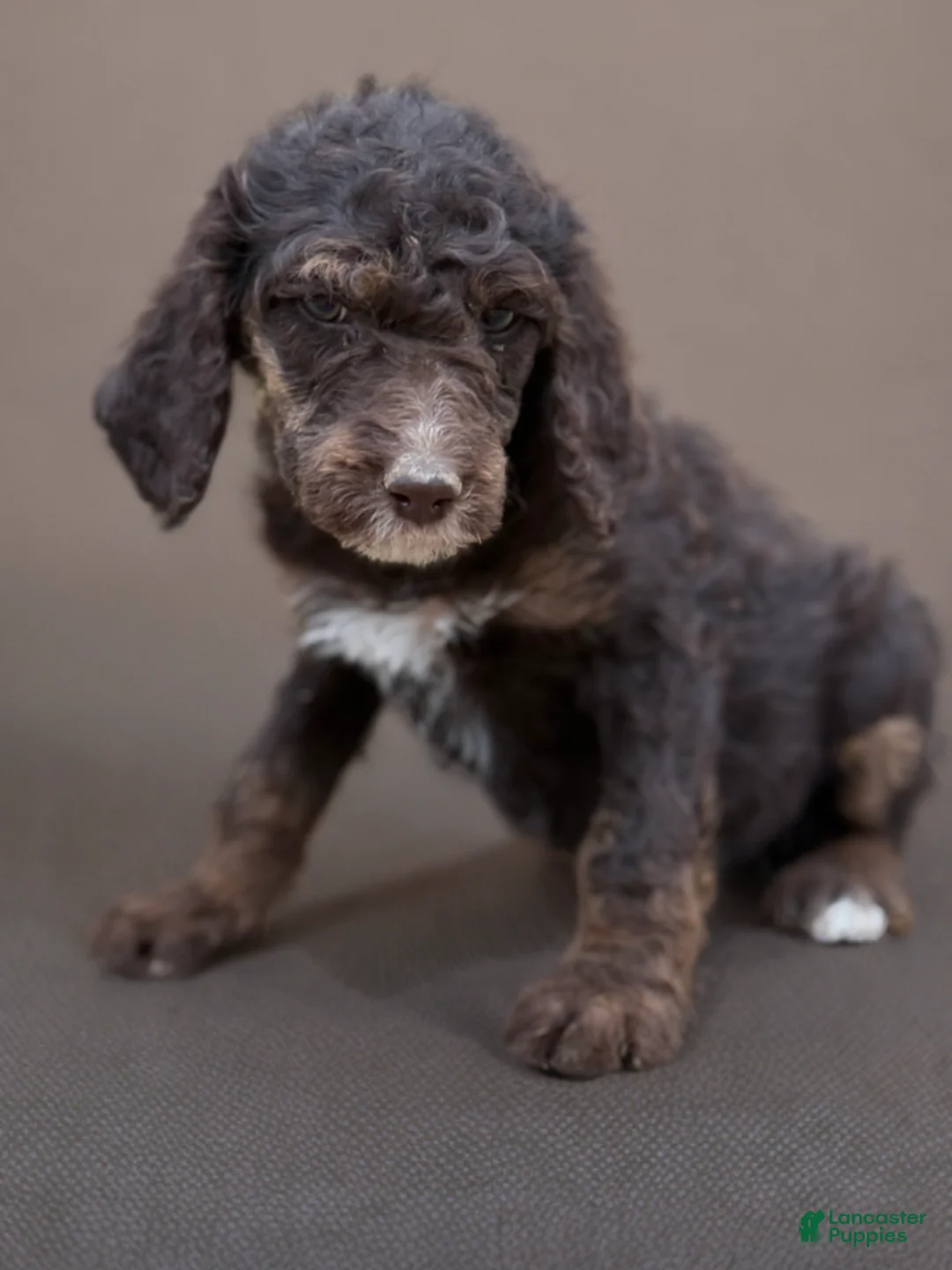 Standard Poodle dogs for sale: Standard Poodle Puppy 6 - Ad 1