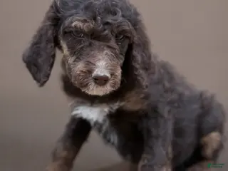 Standard Poodle dogs Standard Poodle Puppy 6 - Ad 30