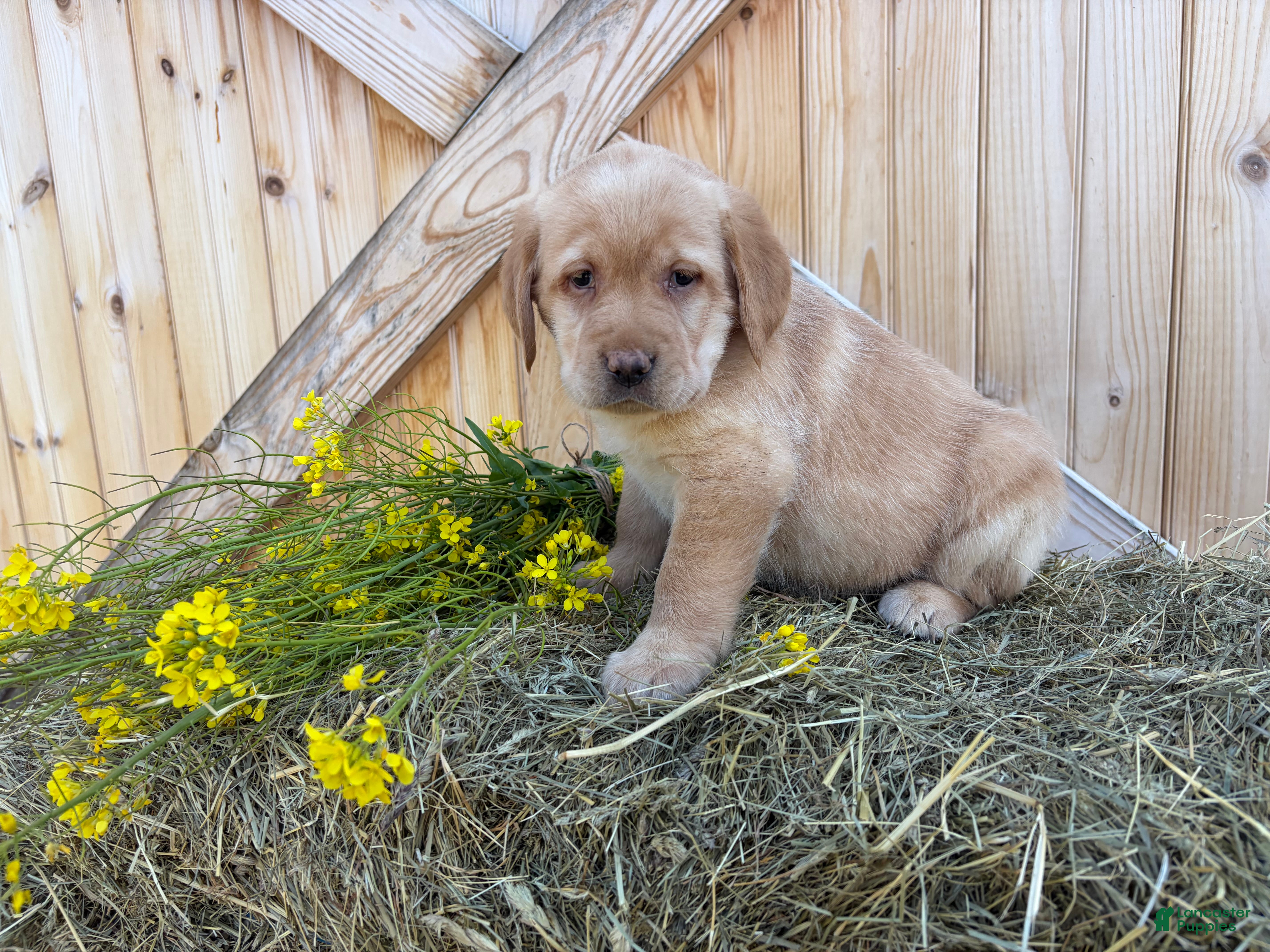 Labrador Retriever dogs Poppy - Ad 1