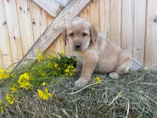 Labrador Retriever dogs Poppy - Ad 2