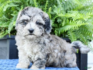 Havapoo dogs - Ad 13