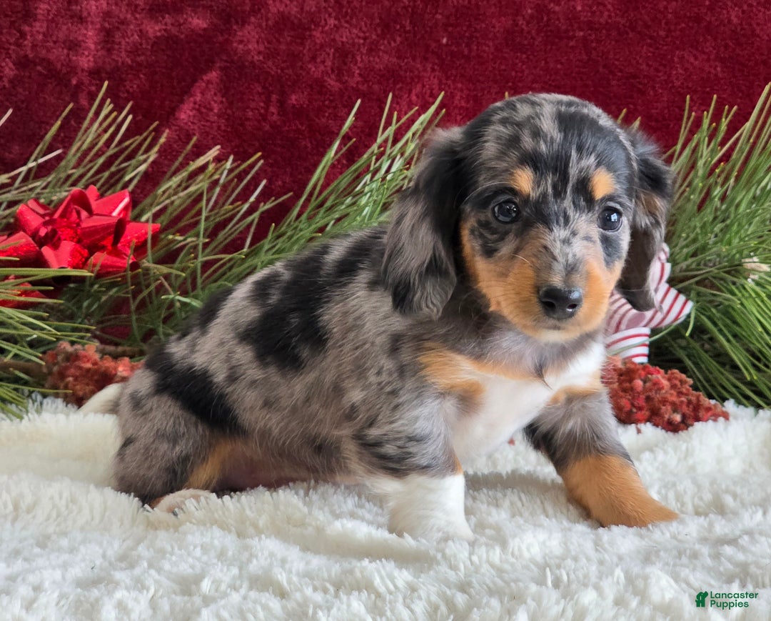 Miniature Dachshund dogs for sale: Kaycie - Ad 6