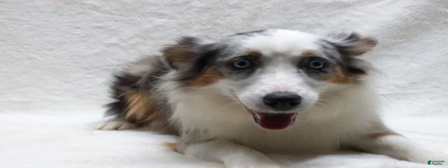 Bella