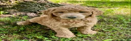 Standard Poodle dogs for sale: Standard Poodle 3 - Ad 12