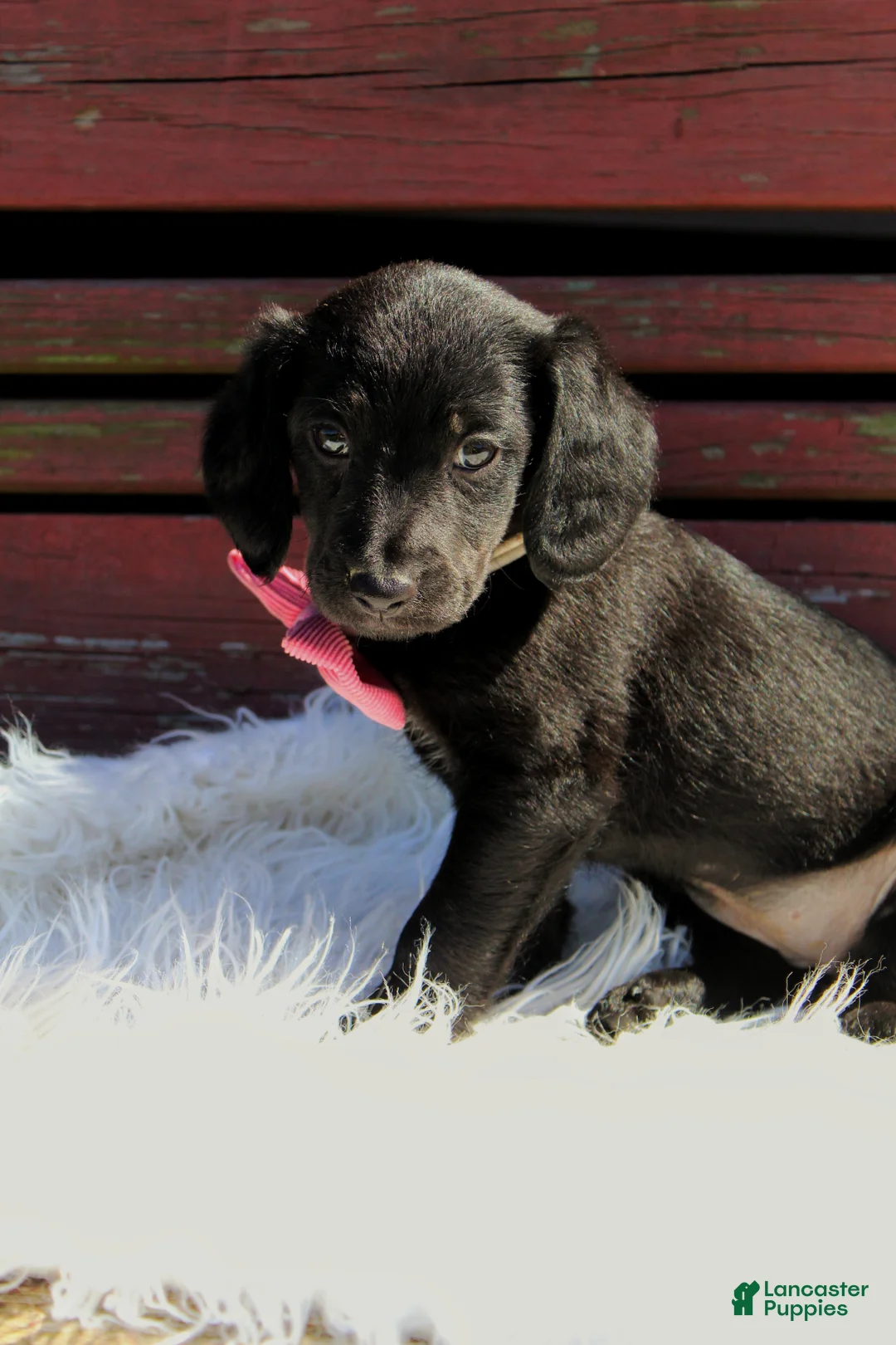 Mixed Breed dogs for sale: Robin  - Ad 2